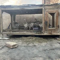 قفس. دست ساز