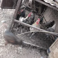 جوجه خروس محلی|حیوانات مزرعه|دشمن زیاری, |دیوار