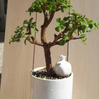 بونسای  درختچه خرفه یا جید بن سای|گل و گیاه طبیعی|کرمانشاه, |دیوار