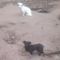 معاوضه سگ پاکوتاه با مرغ