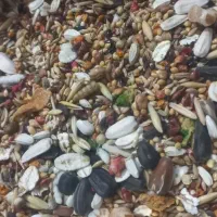 دان مخلوط عروس هلندی و گرینچیک و برزیلی