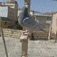 خط سفید نر  سینه سیاه سروردمسفید|پرنده|شیراز, شهرک گلستان|دیوار