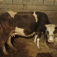 گاو و گوساله