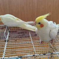 عروس هلندی|پرنده|ارومیه, |دیوار