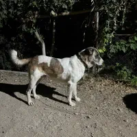 سگ نر گله ای