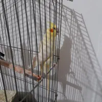 دوتاعروس هلندی نروماده