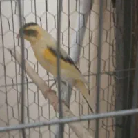 قناری مهدیشهر