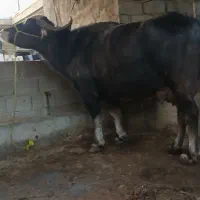 گاومیش شیری درجه یک