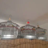 قفس صفایی و طرقه مهره دار