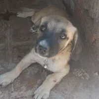 سگ شیواوا|سگ|بم, |دیوار