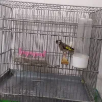 سهرە نر ، جوجە قفس