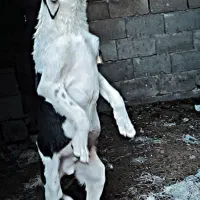 سگ دورگه پیتبول سرابی|سگ|کرمانشاه, |دیوار