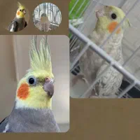 عروس هلندی سالم و سر حال همراه با قفس|پرنده|تهران, وحیدیه|دیوار