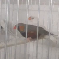 فنچ اورنج مرغ عشق رنگین کمانی|پرنده|یزد, |دیوار