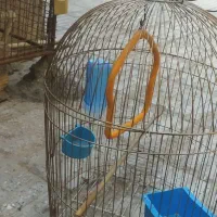 قفس پرنده