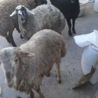 بره نر|حیوانات مزرعه|بوئین زهرا, |دیوار