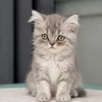 بریتیش سیلور چشم سبز