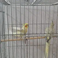 جفت عروس
