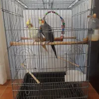 یک جفت عروس هلندی|پرنده|بندر انزلی, طالب آباد|دیوار