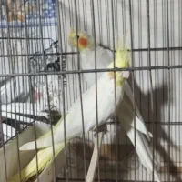 جفت عروس هلندی