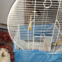 فروش مینا|پرنده|تهران, هاشمی|دیوار