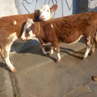 گوساله ماده|حراج|ملکان, |دیوار