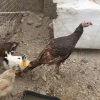 فروش ۴ عدد مرغ اوردک وبوقلمون|حیوانات مزرعه|تهران, شهرک استقلال|دیوار