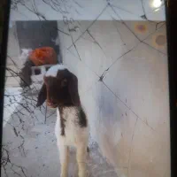 میش گم شده