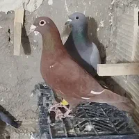 کفتر کرمانی و دوتا پرشی