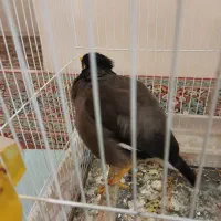 مرغ میناسخنگو