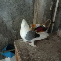 دوکت سبز بوشهری