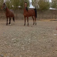 کره مادیون 2سال درجه یک کره سیاوش هوشمند