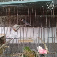 سلام یه جفت فنچ نرگسی پیشوا|پرنده|پیشوا, |دیوار