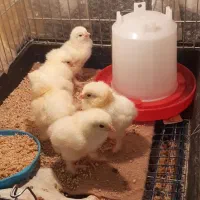 فروش تخم نطفه دار برهما وجوجه یه روزه به بالا|حیوانات مزرعه|اصفهان, شهید رجایی|دیوار