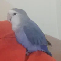 طوطی برزیلی گم شده