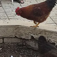 مرغ و خروس فروشی