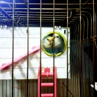 یک جفت کوتوله برزیلی بسیار زیبا و خواستنی|پرنده|مشهد, کوشش|دیوار