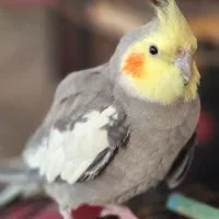 ۲عددعروس هلندی نر دستی وسخنگو ومرغ مینادستی وسخنگو|پرنده|یزد, |دیوار