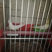 عروس هلندی وفنج|پرنده|بندرعباس, |دیوار