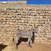 خر سرحال|حیوانات مزرعه|چگنی, |دیوار