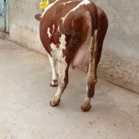 تلیسه آبستن سنگین قیمت 360ت