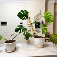 دو عدد گلدان مونسترا برگ انجیری|گل و گیاه طبیعی|تهران, شهران جنوبی|دیوار
