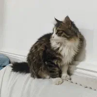 یه بچه گربه ۶ماهه ،نژاد دار باهوش|گربه|ایزدخواست, |دیوار