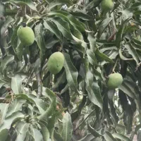 انبه بدون هسته میناب مخصوص ترشی و...