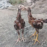 جوجه لاری