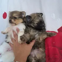 سگ توله پامر همراه باپدرمادر|سگ|مشهد, هنرستان|دیوار