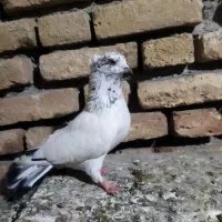 کبوتر نیمه چتری