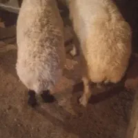 دوتا گوسفند ماده خشک