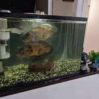 آکواریوم شیشه خم با ماهی و تمام وسایل