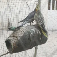 جفت عروس هلندی